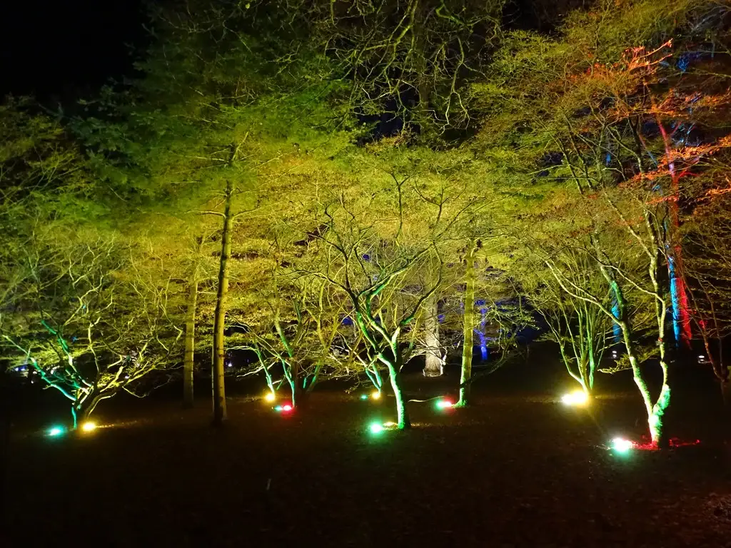 Illuminated trees, Enchanted Christmas 2018, Westonbirt Arboretum
